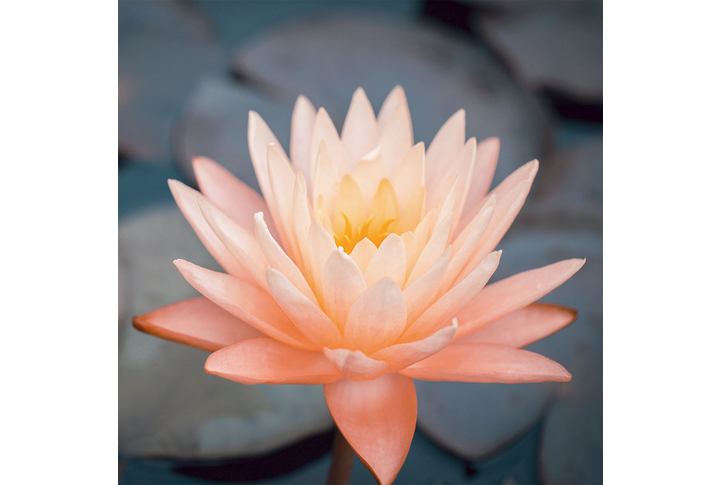 Фотообои «Лотос»