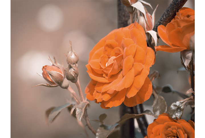 Фотообои «Крупная оранжевая роза»