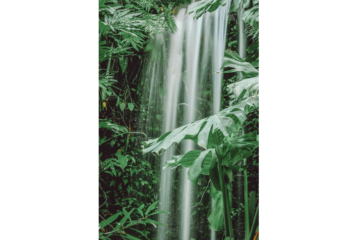 Фотообои «Водопад в джунглях, тропическая монстера»