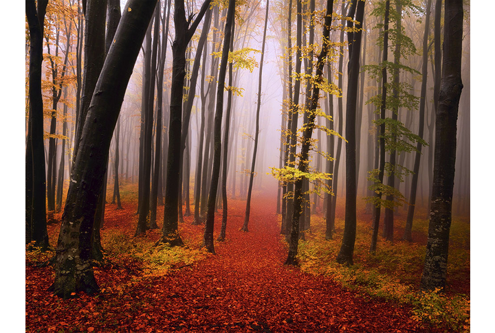 Фотообои «Туманная осень в лесу»