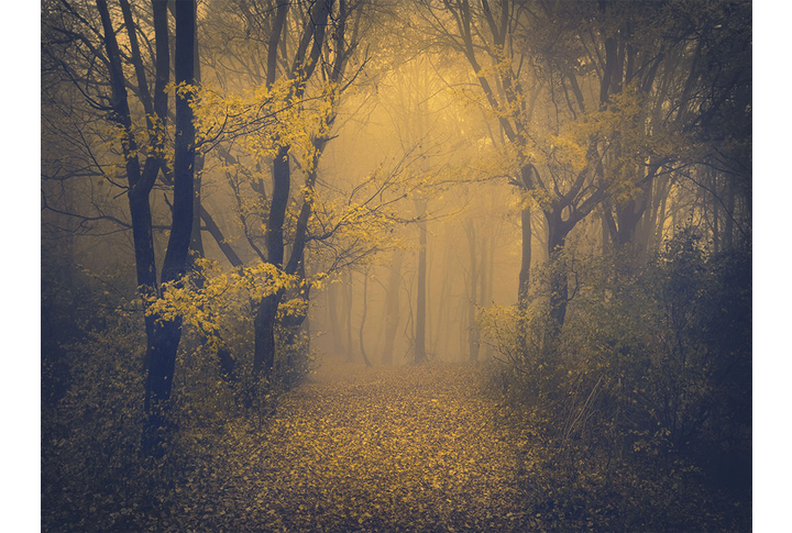 Фотообои «Лес в тумане, осенние деревья»