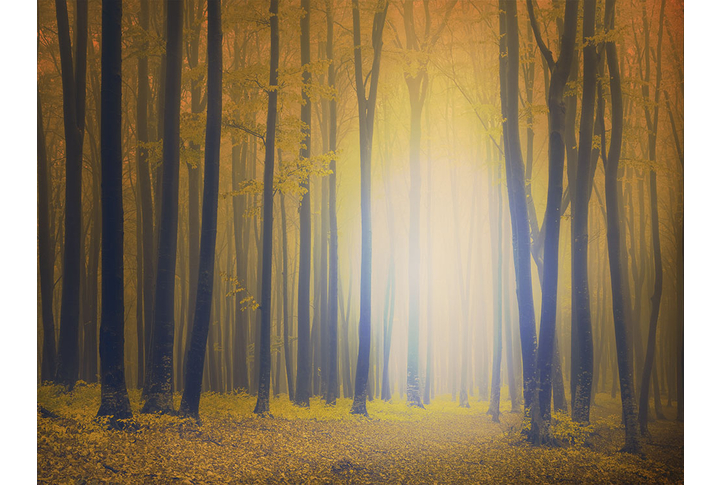 Фотообои «Осенний лес в тумане, силуэты деревьев»