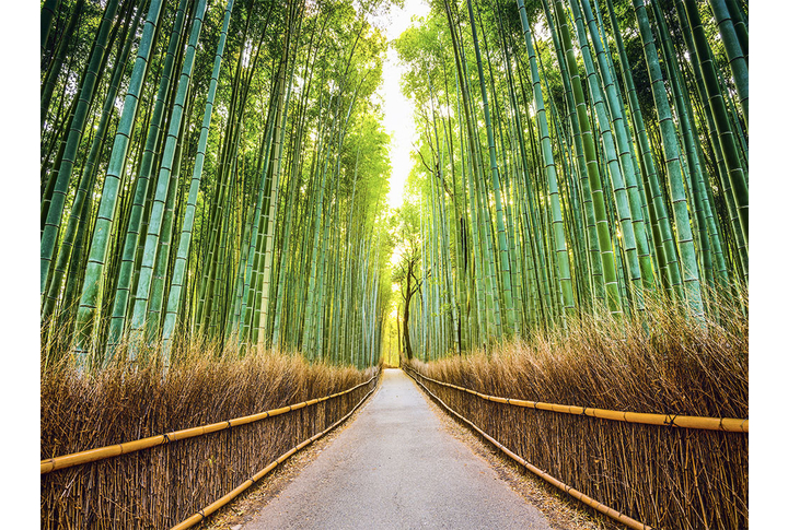Фотообои «Бамбуковый лес в Японии, тропинка через парк»