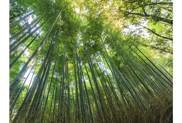 Фотообои «Бамбуковая роща в солнечных лучах»