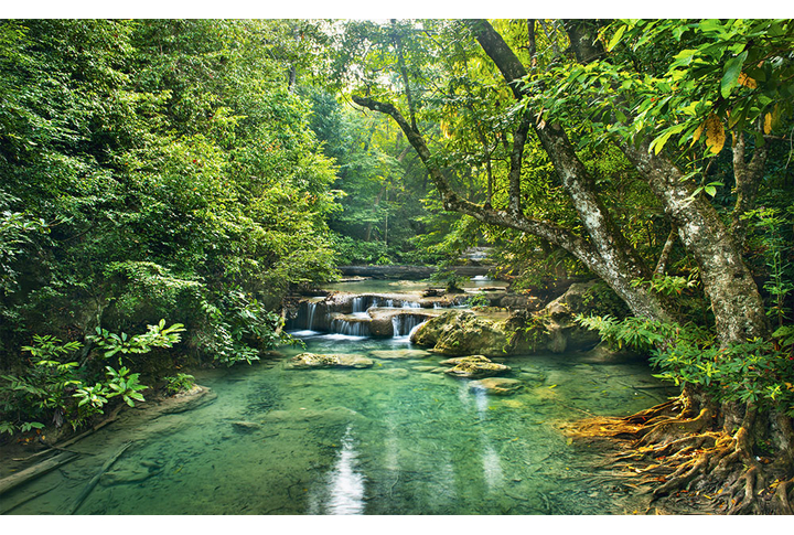 Фотообои «Лес и небольшой водопад в тропиках»