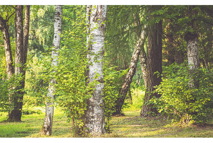 Фотообои «Березовая дубрава»