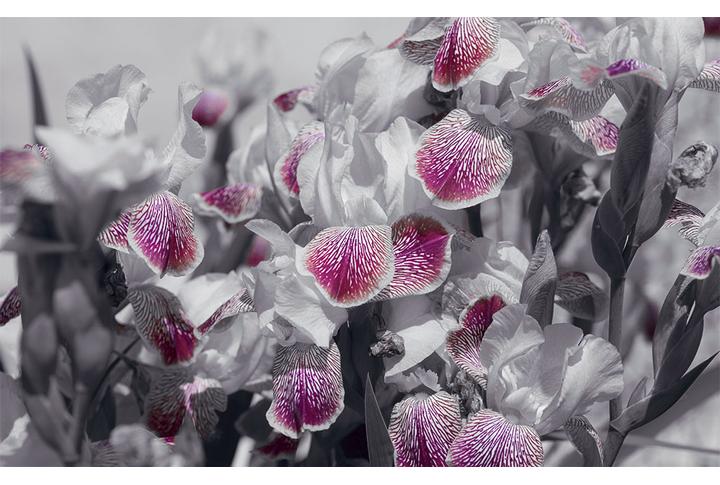 Фотообои «Ирисы черно-белые с акцентом»