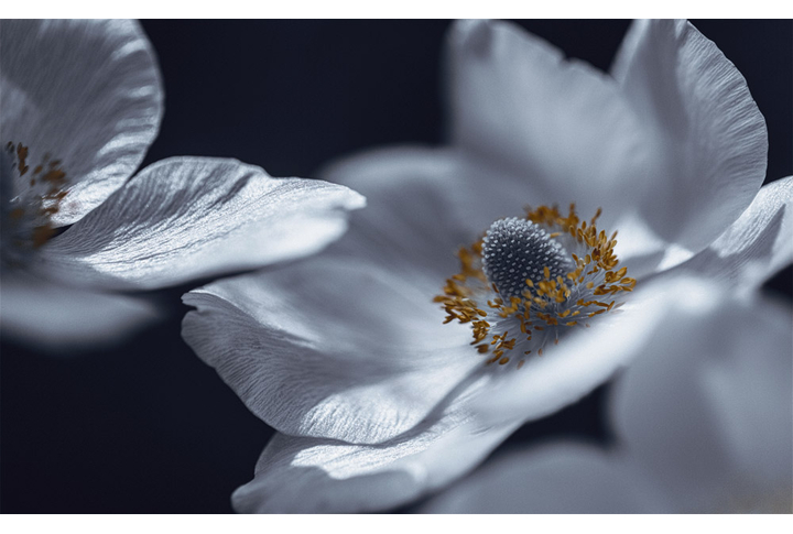 Фотообои «Белые анемоны»