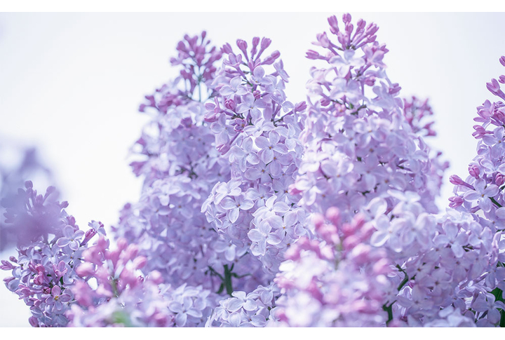 Фотообои «Цветы сирени на светлом фоне»