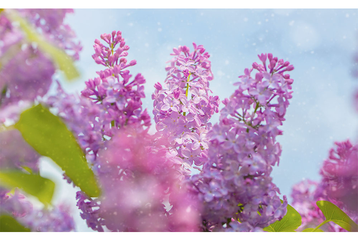 Фотообои «Душистая сирень»