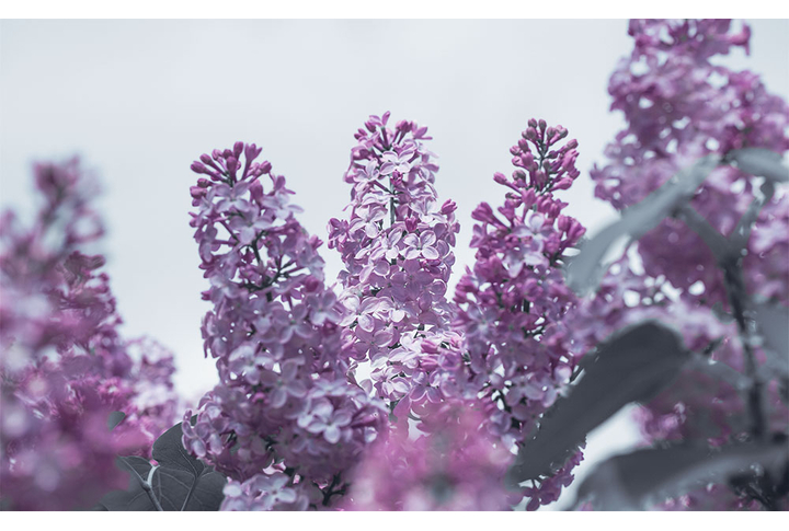 Фотообои «Сирень в цвету»