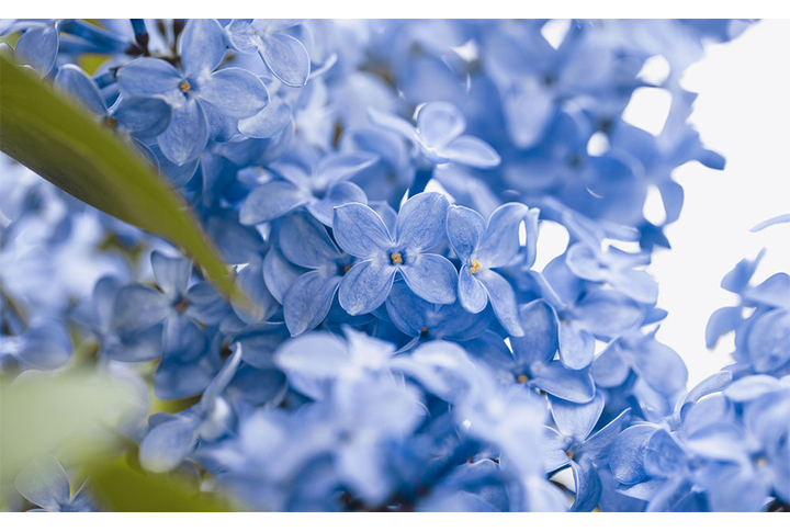 Фотообои «Необычная сирень»