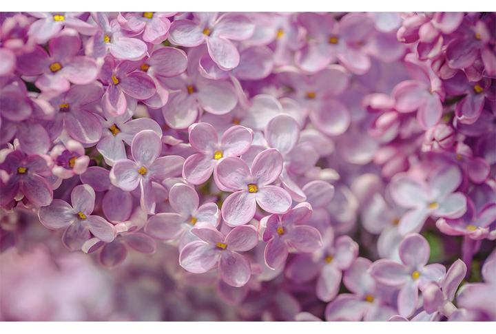 Фотообои «Объемная сирень»