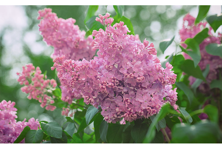 Фотообои «Цветущая ветка сирени»