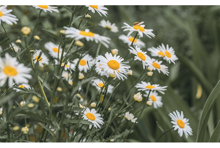 Фотообои «Ромашки»