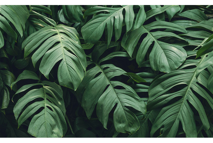 Фотообои «Заросли монстеры»