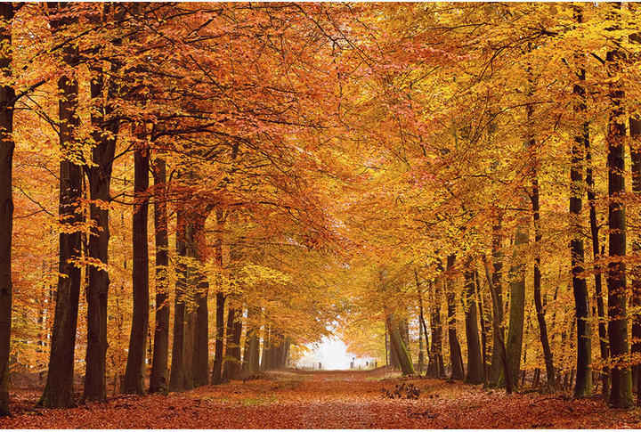 Фотообои «Осенний лес в парке, природа в ярких красках»