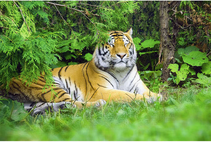 Фотообои «Тигр под деревом»