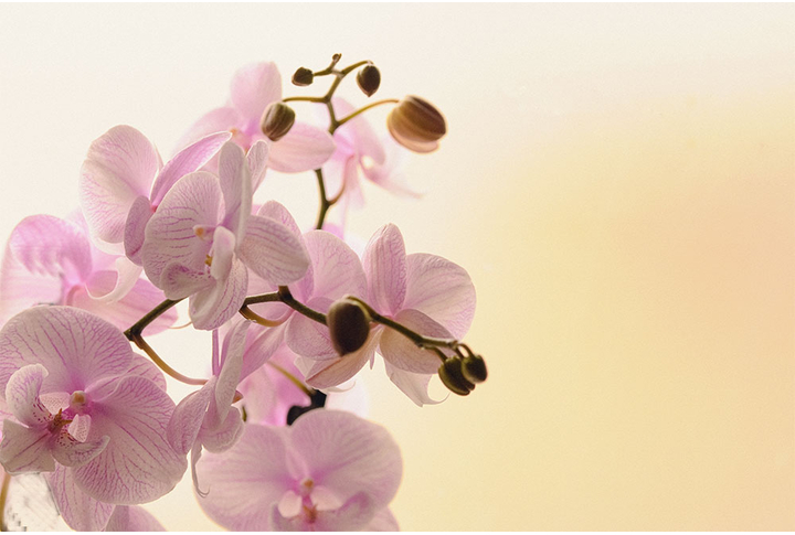 Фотообои «Розовые орхидеи на бежевом фоне»