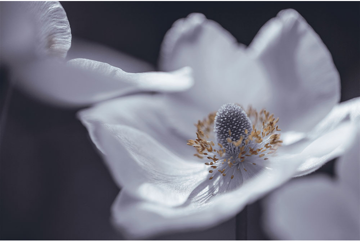 Фотообои «Большие белые цветы на черном фоне»