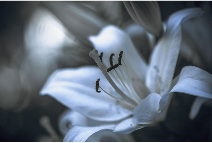 Фотообои «Большие белые лилии»