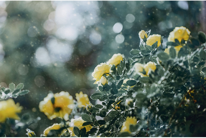 Фотообои «Желтые розы в винтажных тонах»