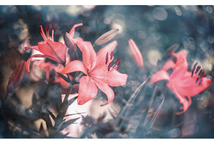 Фотообои «Розовые лилии в саду»