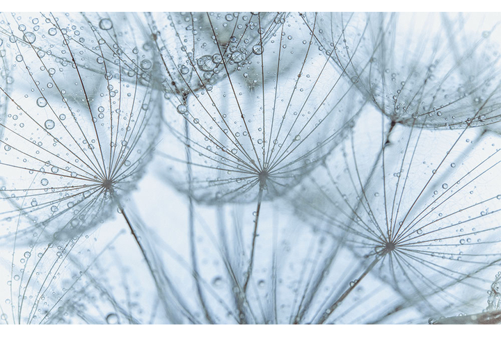 Фотообои «Одуванчики в росе»