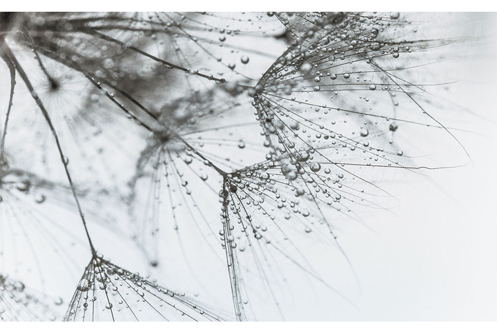 Фотообои «Одуванчик в черно-белых тонах»