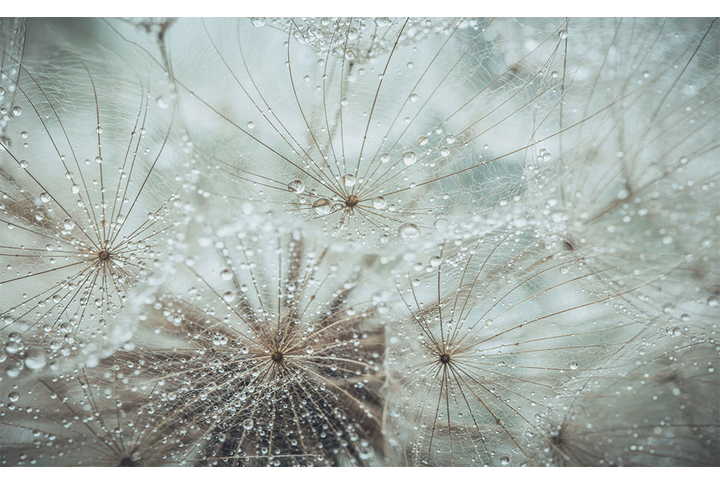 Фотообои «Одуванчик после дождя»