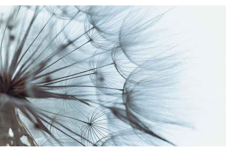 Фотообои «Одуванчик в нежных тонах»