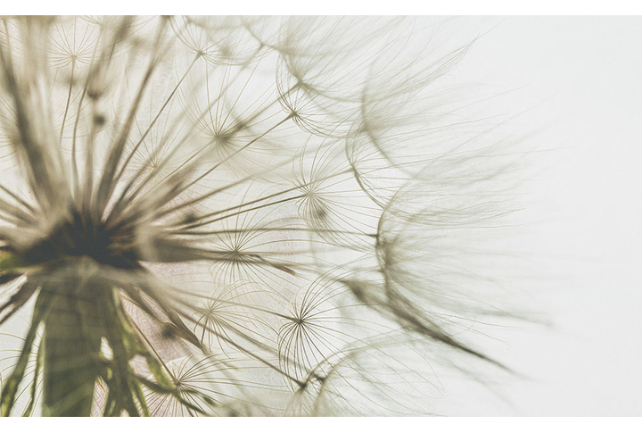 Фотообои «Бежевый одуванчик»