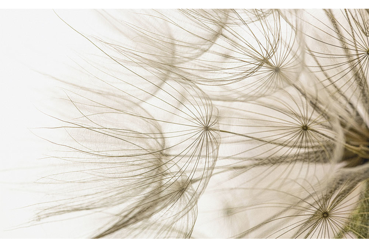 Фотообои «Макро одуванчик»