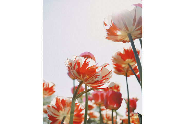 Фотообои «Красно-белые тюльпаны под солнцем»