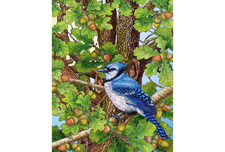 Фотообои «Птичка на ветке дуба»