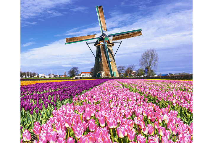 Фотообои «Поле розовых и фиолетовых тюльпанов у мельницы»