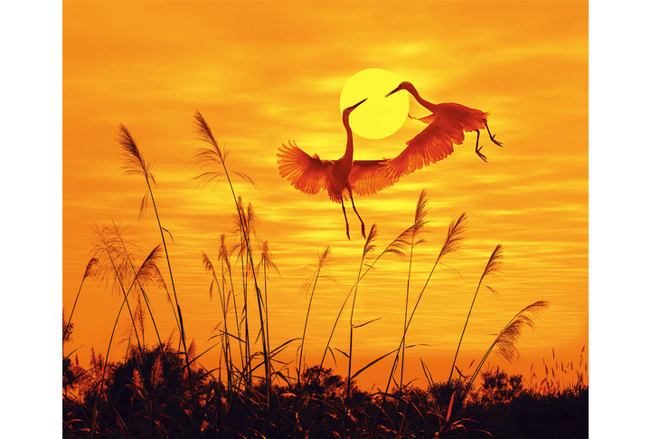 Фотообои «Танец журавлей на закате»