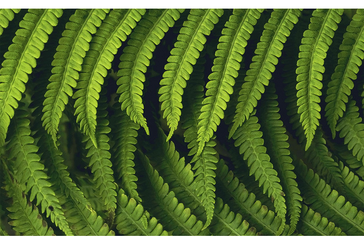 Фотообои «Листья папоротника вблизи»