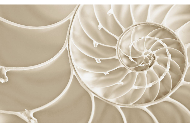 Фотообои «Морская раковина»