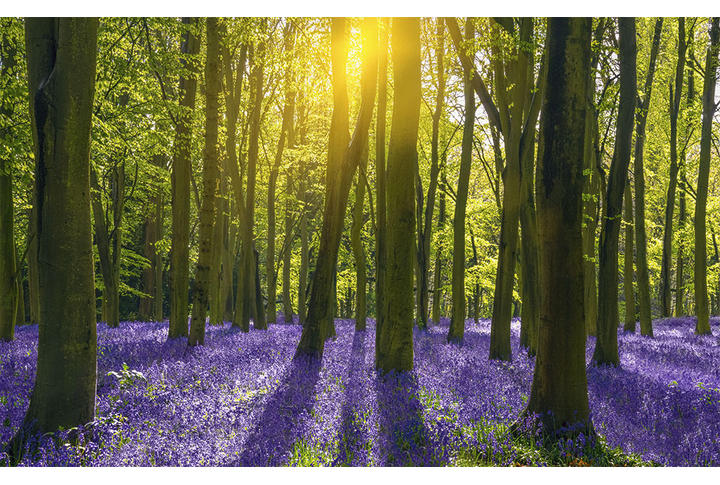 Фотообои «Цветущая поляна в солнечном лесу»