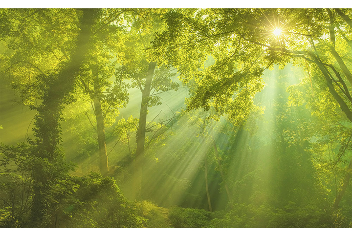 Фотообои «Солнечный лес в тумане»