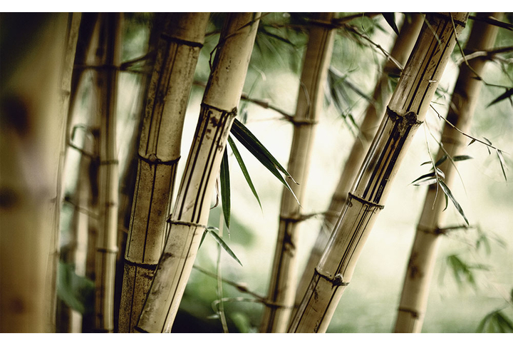 Фотообои «Старый бамбуковый лес»