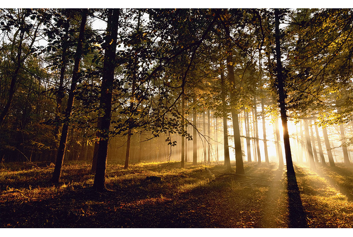 Фотообои «Рассвет в осеннем лесу»