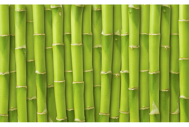 Фотообои «Стена из зеленых стеблей бамбука»