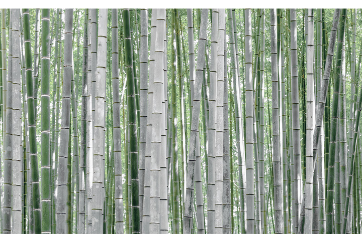 Фотообои «Старый зелёный бамбуковый лес»