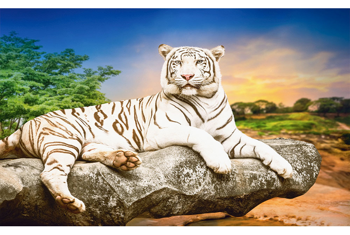Фотообои «Белый тигр на камне в саванне»
