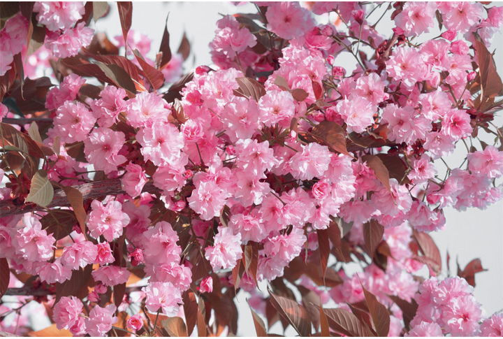 Фотообои «Цветение сакуры»