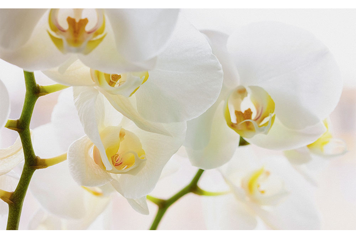 Фотообои «Белая орхидея»