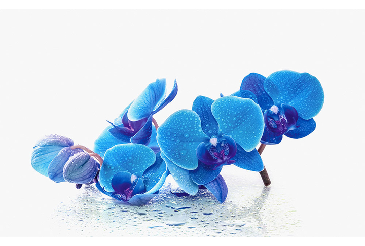 Фотообои «Голубые орхидеи на белом фоне»