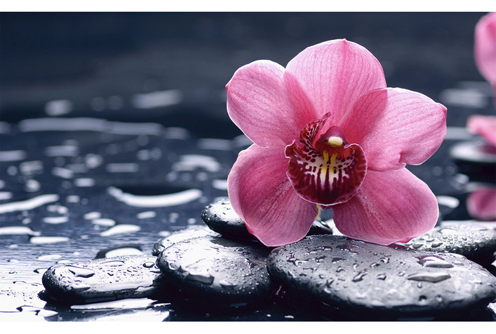 Фотообои «Цветок розовой орхидеи на камнях»